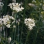 Picture of Allium tuberosum
