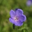 Picture of Geranium Brookside