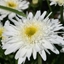 Picture of Leucanthemum × superbum Wirral Supreme