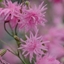Picture of Lychnis flos-cuculi Jenny ('Lychjen')