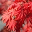 Picture of Acer palmatum