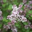 Picture of Syringa meyeri Palibin
