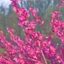 Picture of Prunus mume Beni-chidori