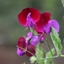 Picture of Lathyrus odoratus Matucana