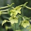 Picture of Nicotiana Lime Green