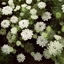 Picture of Visnaga daucoides Green Mist