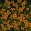 Picture of Tagetes tenuifolia Golden Gem