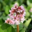 Picture of Bergenia Baby Doll