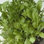 Picture of mixed oriental spicy leaves