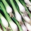Picture of spring onion White Lisbon