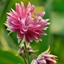 Picture of Aquilegia vulgaris var. stellata Nora Barlow (Barlow Series)