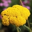 Picture of Achillea filipendulina Cloth of Gold