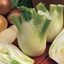 Picture of fennel Sweet Florence