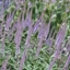 Picture of Veronicastrum virginicum Fascination