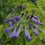 Picture of Agapanthus Purple Cloud