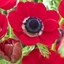 Picture of Anemone coronaria (De Caen Group) Hollandia