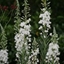 Picture of Chamerion angustifolium Album