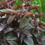 Picture of Ageratina altissima Chocolate