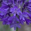 Picture of Agapanthus Northern Star (PBR)