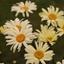 Picture of Leucanthemum × superbum Banana Cream
