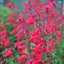Picture of Penstemon Andenken an Friedrich Hahn