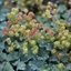 Picture of Alchemilla erythropoda