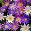 Picture of Anemone blanda Mixed