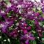 Picture of Clematis Sweet Summer Love (PBR)