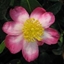 Picture of Camellia sasanqua Rainbow