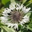 Picture of Centaurea montana Alba