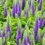 Picture of Veronica spicata Ulster Dwarf Blue / Glory (PBR)