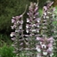 Picture of Acanthus spinosus