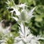 Picture of Eryngium giganteum Silver Ghost
