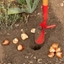 Picture of Darlac long handled bulb planter