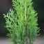 Picture of Thuja occidentalis Smaragd