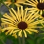 Picture of Rudbeckia subtomentosa Henry Eilers