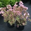 Picture of Weigela florida Magical Rainbow ('Kolmagira') (PBR)