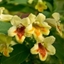 Picture of Weigela middendorffiana Mango
