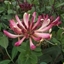 Picture of Lonicera periclymenum Rhubarb and Custard