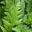 Picture of Woodwardia fimbriata