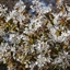 Picture of Amelanchier lamarckii