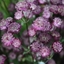 Picture of Astrantia Moulin Rouge (PBR)