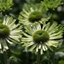 Picture of Echinacea purpurea Green Jewel (PBR)