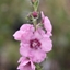 Picture of Verbascum (Cotswold Group) Pink Domino