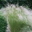 Picture of Stipa tenuissima