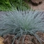 Picture of Festuca glauca Intense Blue ('Casblue') (PBR)