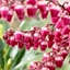 Picture of Pieris japonica Passion (PBR)