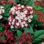 Picture of Viburnum tinus Lisarose (PBR)