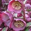 Picture of Helleborus (Rodney Davey Marbled Group) Penny's Pink ('Abcrd01') (PBR) (Frostkiss Series)