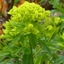 Picture of Euphorbia palustris Walenburg's Glorie